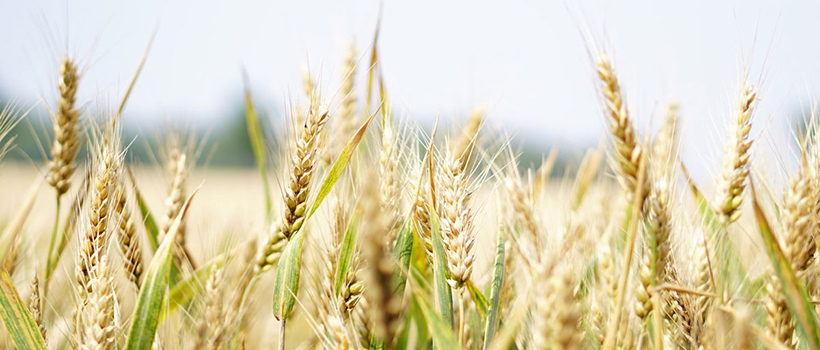 Closeup shot of wheat in field