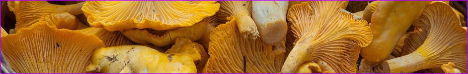 Chanterelle mushrooms