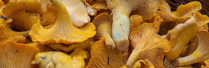 Chanterelle mushrooms