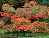 Batsford Arboretum