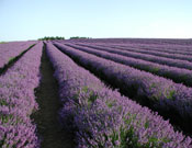 Cotswold Lavender