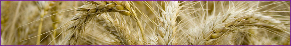 Promoting UK wheat