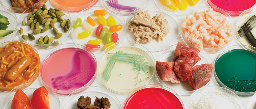 Microbiology agar plates with food