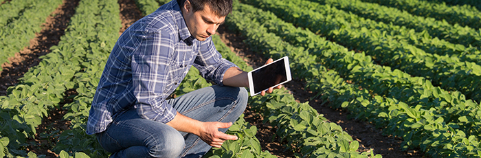 Man in crop field