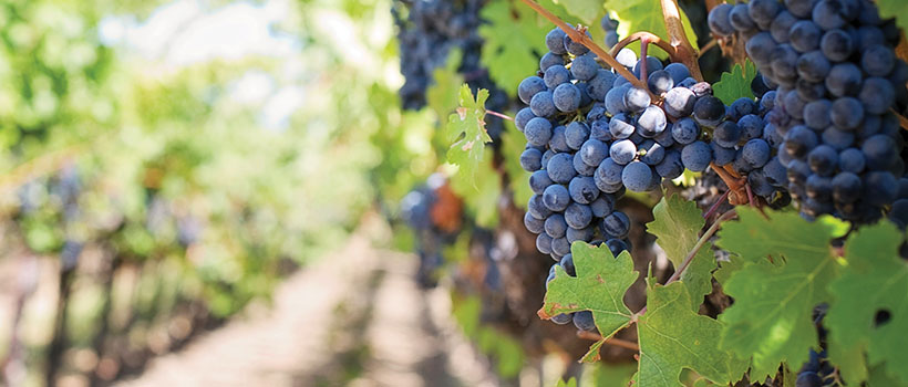Grapes on grapevine growing in field