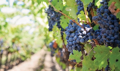 Grapes on grapevine growing in field