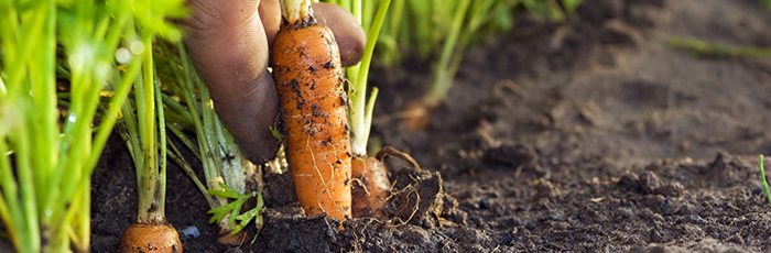 Carrot being picked from field