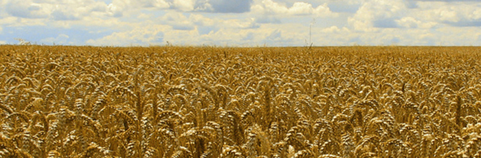 Cereals overview