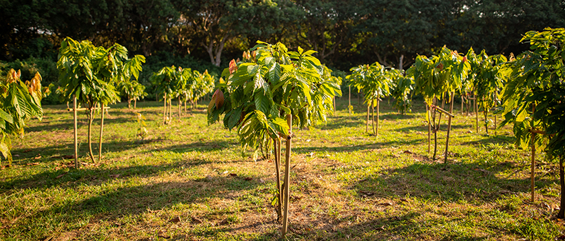 Cocoa trees growing at a cocoa farm