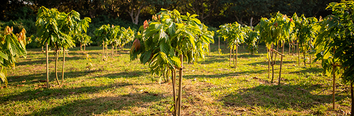 Cocoa tree on cocoa farm