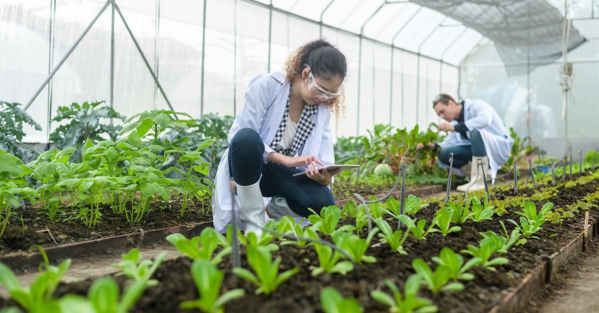 Expert checking crops in field