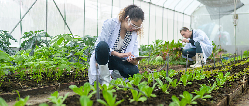 Scientists inspecting crops