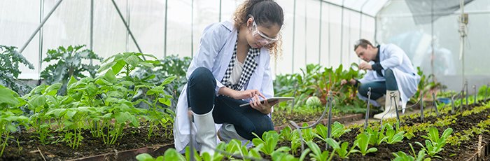 Scientists inspecting crops