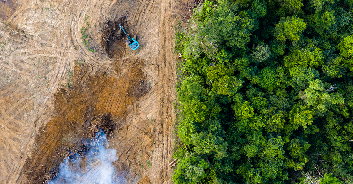 Excavator clearing area within a forest after trees have been cut down