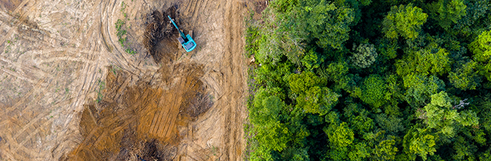 Excavator clearing area within a forest after trees have been cut down