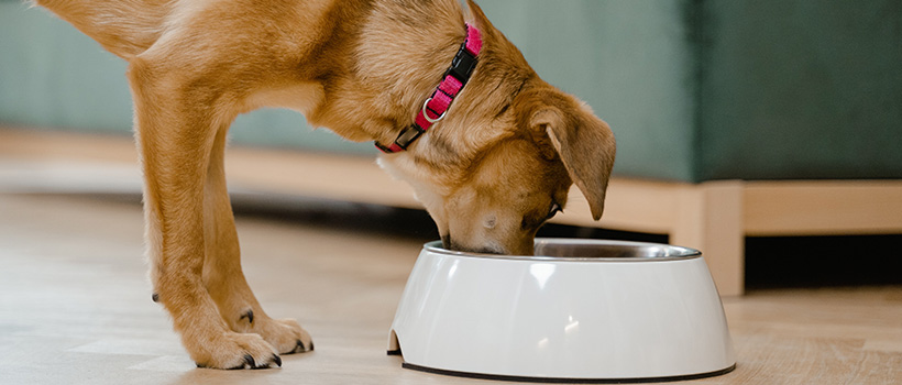 Pet foods and the unknown risk to human health