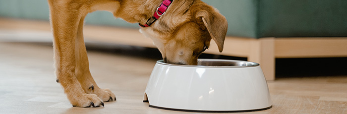 Dog eating out of pet food bowl