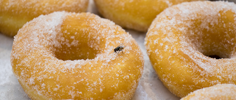 Doughnut with insect