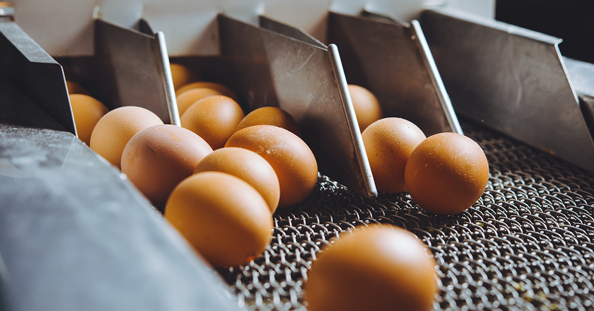 Eggs on a production line