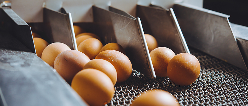 Eggs on a production line