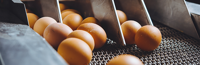 Eggs on production line