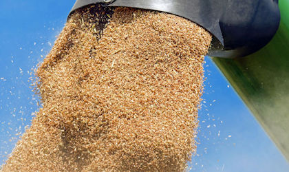 Milling and grain processing