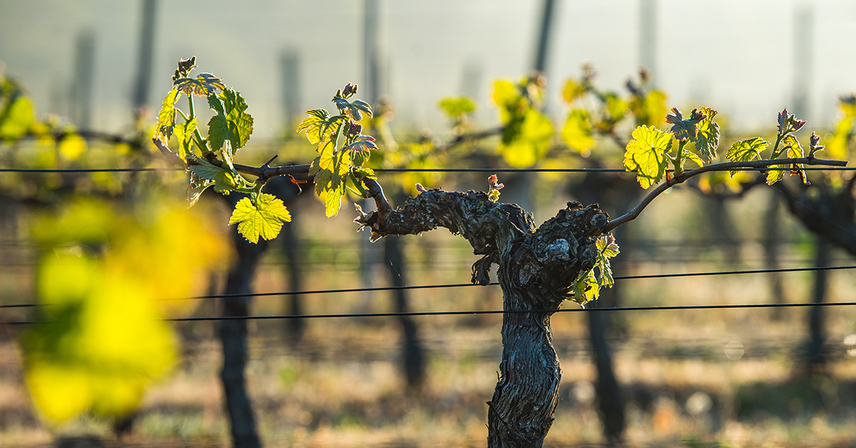 Single grapevine in field