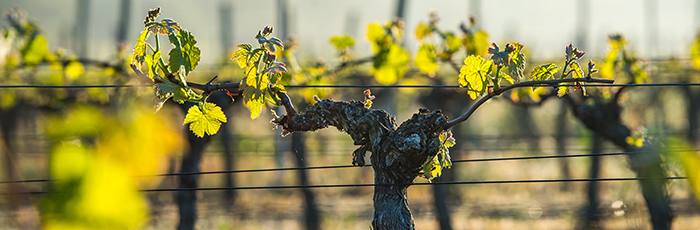 Single grapevine in field