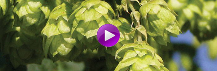 Hop blending webinar