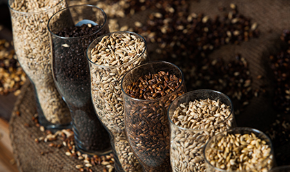 Pint glasses filled with hops, malt, barley, and grains
