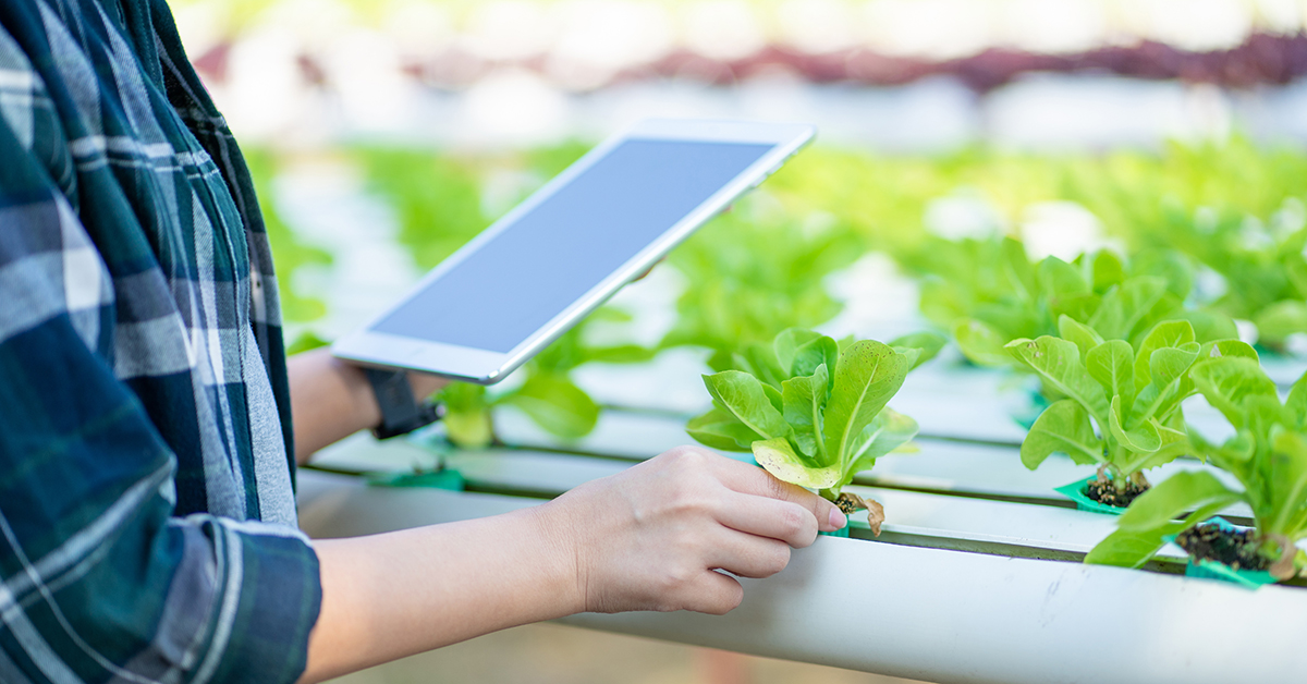 Crop grower checking crops whilst holding a digital tablet