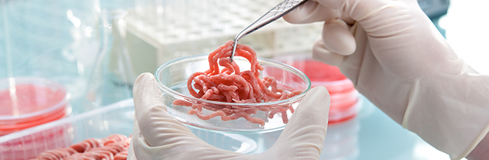 Minced beef in petri dish being picked up with tweezers