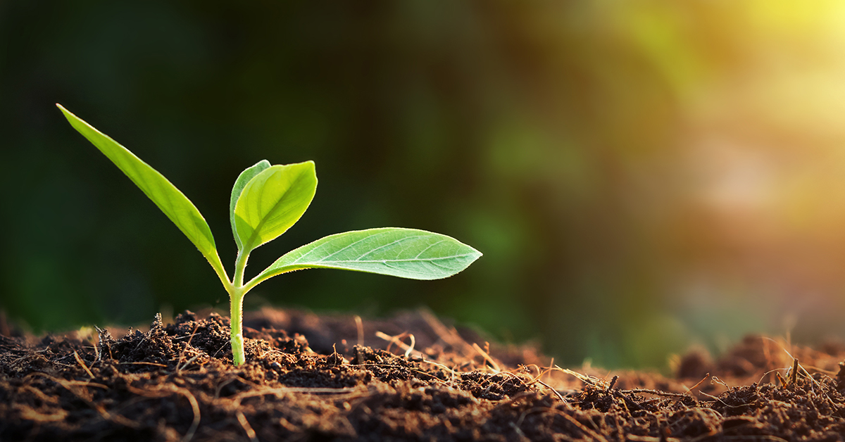 Green plant shoot coming up through soil