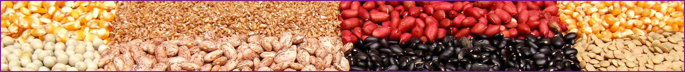 Plant Proteins