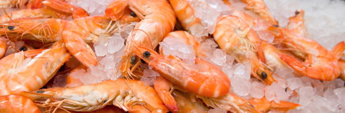 Prawns placed on ice