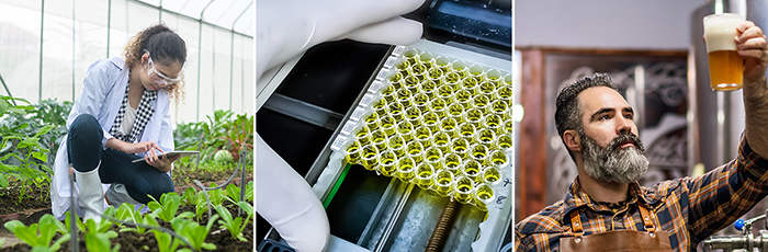 Research collage of scientists undertaking research in agri poly-tunnel, laboratory, and brewery