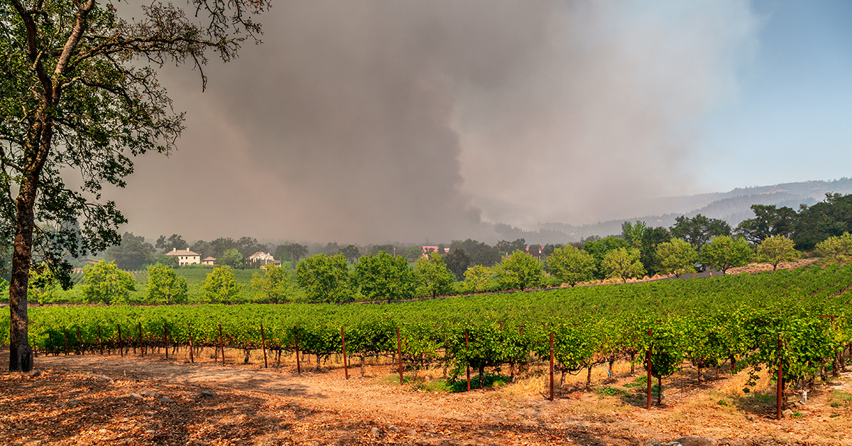 Vineyard with wild fire in background