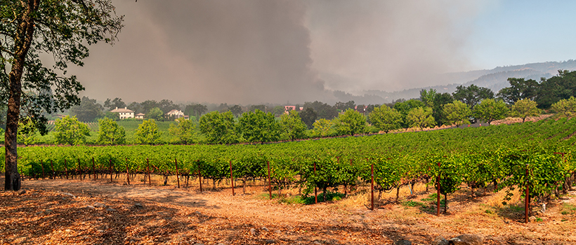 Vineyard with wild fire in background