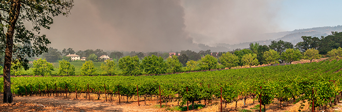 Vineyard with wild fire in background