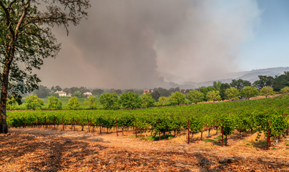 Vineyard with wild fire in background