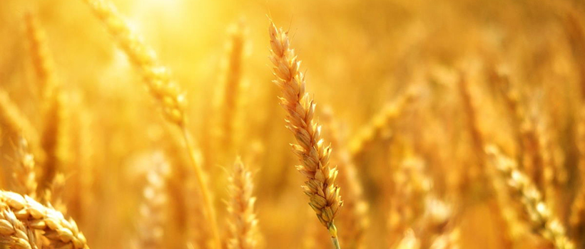 Close up of wheat in a field with strong sunlight shining through