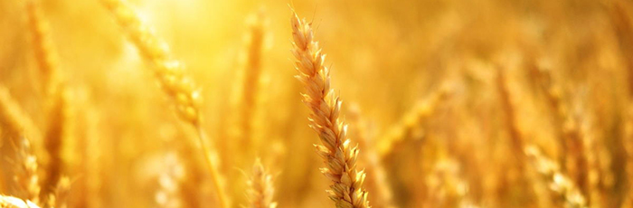 Close up shot of wheat growing in field with sunlight bursting through