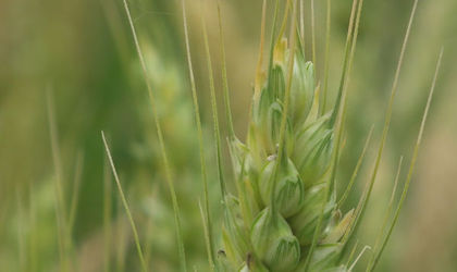 Wheat and flour research and development