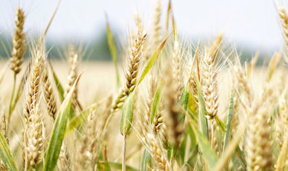 Wheat authenticity and classification
