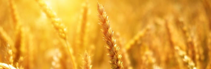 Wheat varieties – how they differ and the impact on end-product