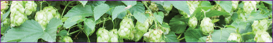 Hop Blending