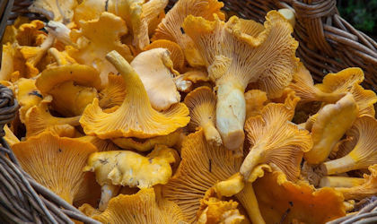 mushroom-related outbreaks 