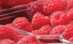 Raspberries