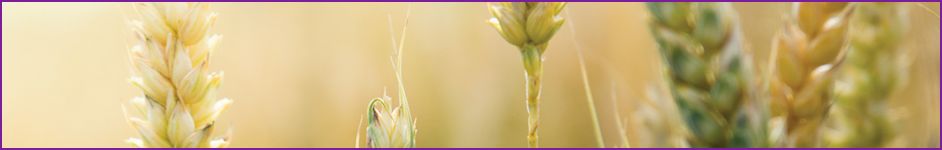 Cereals testing