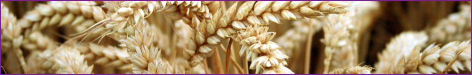 Improving wheat protein quality